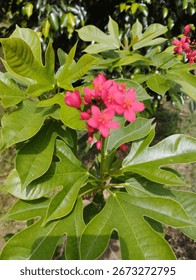 This plant is Jatropha integerrima, commonly known as Peregrina or Spicy Jatropha. 🌺
It’s an ornamental shrub with glossy lobed leaves and clusters of bright pink to red flowers