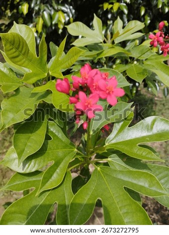 This plant is Jatropha integerrima, commonly known as Peregrina or Spicy Jatropha. 🌺
It’s an ornamental shrub with glossy lobed leaves and clusters of bright pink to red flowers