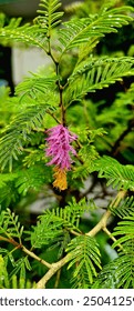 This plant name is shami ..