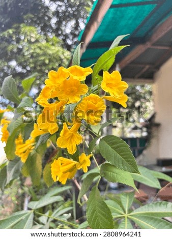 This plant is *Tecoma stans*, known locally as yellow tecomaria or yellow trumpet flower