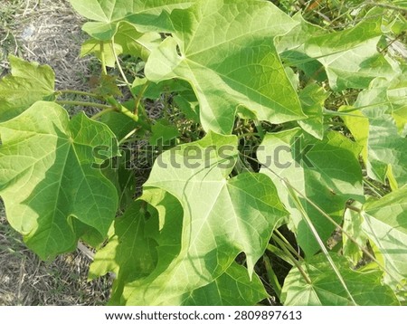 This plant, which has broad leaves, grows easily in tropical regions.