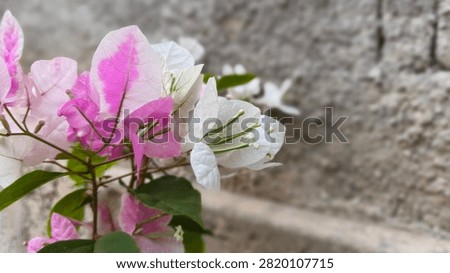 This plant will beautify itself when the dry season arrives.