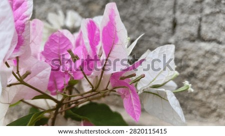 This plant will beautify itself when the dry season arrives.