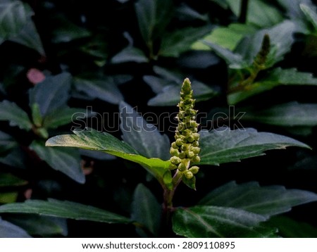 This plant will eventually bloom to reveal its flowers, the cat's whiskers plant, which is easily found in countries like Indonesia.