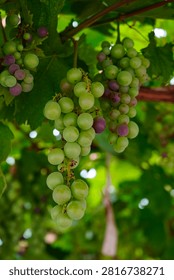 This plump grape cluster hanging on green vines mixes pale unripe white grapes and rosy purple ripe berries, surrounded by lush fresh grape leaves under soft natural light.