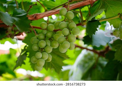 This plump grape cluster hanging on green vines mixes pale unripe white grapes and rosy purple ripe berries, surrounded by lush fresh grape leaves under soft natural light.