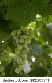 This plump grape cluster hanging on green vines mixes pale unripe white grapes and rosy purple ripe berries, surrounded by lush fresh grape leaves under soft natural light.