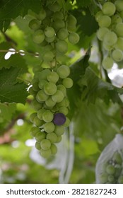 This plump grape cluster hanging on green vines mixes pale unripe white grapes and rosy purple ripe berries, surrounded by lush fresh grape leaves under soft natural light.