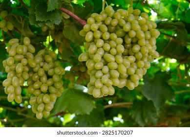 This plump grape cluster hanging on green vines mixes pale unripe white grapes and rosy purple ripe berries, surrounded by lush fresh grape leaves under soft natural light.