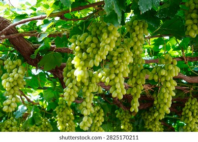 This plump grape cluster hanging on green vines mixes pale unripe white grapes and rosy purple ripe berries, surrounded by lush fresh grape leaves under soft natural light.