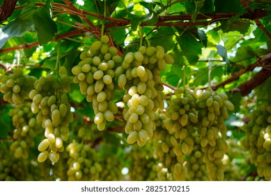 This plump grape cluster hanging on green vines mixes pale unripe white grapes and rosy purple ripe berries, surrounded by lush fresh grape leaves under soft natural light.