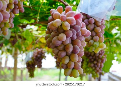 This plump grape cluster hanging on green vines mixes pale unripe white grapes and rosy purple ripe berries, surrounded by lush fresh grape leaves under soft natural light.