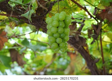 This plump grape cluster hanging on green vines mixes pale unripe white grapes and rosy purple ripe berries, surrounded by lush fresh grape leaves under soft natural light.