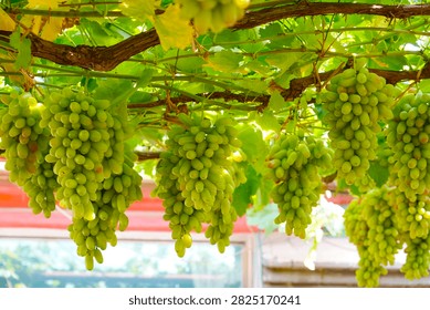 This plump grape cluster hanging on green vines mixes pale unripe white grapes and rosy purple ripe berries, surrounded by lush fresh grape leaves under soft natural light.