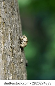 This poetic image features a translucent cicada shell clinging tightly to the rough bark of a tree. Set against a beautifully blurred green background, this empty exoskeleton captures the essence of summer, symbolizing transformation, renewal, and the fascinating life cycles thriving hidden within local forest ecosystems.