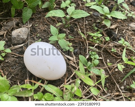 This poor egg is lost.
