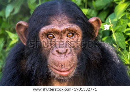 This is a portrait of a juvenile chimpanzee. Juvenile chimpanzees are distinctive due to their skin and eye colour, often lighter than that of an adult, with pink skin and orange eyes. 