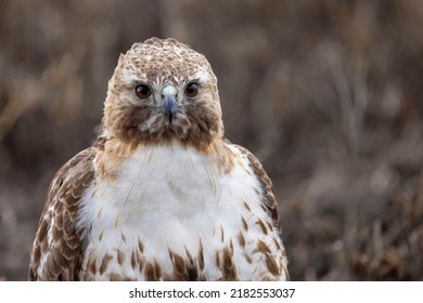 This portrait shows the piercing brown eyes, sharp beak, and beautiful feathering of a red-tailed hawk staring at the photographer. This individual has avian influenza, a victim of a spring outbreak.