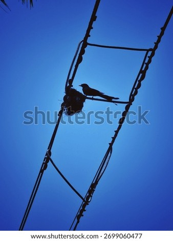 This is a powerful, low-angle shot of a single bird perched next to its nest on a tangle of electrical wires against a clear, deep blue sky.