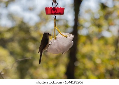 This Is A Practical Use For The Worn Face Mask. Just Make A Bird Feeder Out Of The Mask 