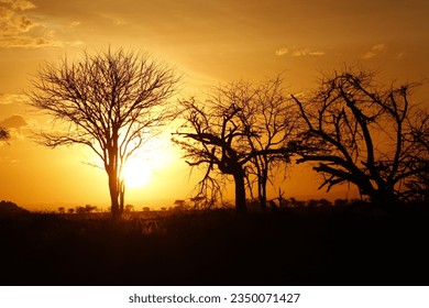 This project visually captures an unforgettable safari experience,featuring diverse animals and stunning landscapes seen through my camera during the tour, reflecting the beauty of nature and wildlife - Powered by Shutterstock