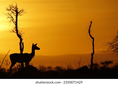This project visually captures an unforgettable safari experience,featuring diverse animals and stunning landscapes seen through my camera during the tour, reflecting the beauty of nature and wildlife