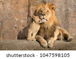 This proud male aftican lion is cuddled by his cub during an affectionate moment. 