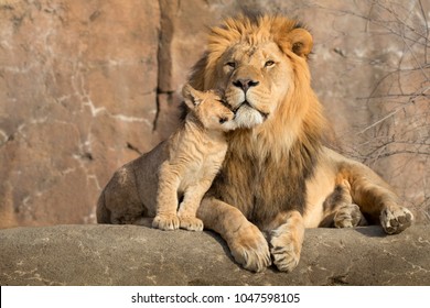 This proud male aftican lion is cuddled by his cub during an affectionate moment. 