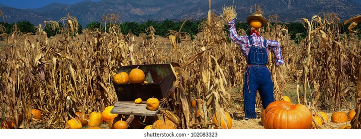 This Is A Pumpkin Patch. There Is A Scarecrow In A Straw Hat And Overalls Next To A Wheelbarrow And Tall Corn Stalks.