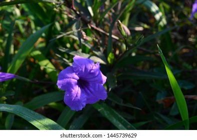 This Purple Flower Ruellia Has Fruit Which, If Put Into Water, Can Explode Like A Small Firecracker.