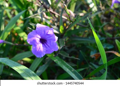 This Purple Flower Ruellia Has Fruit Which, If Put Into Water, Can Explode Like A Small Firecracker.