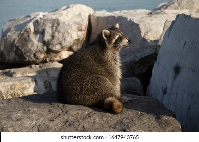 This Raccoon Looks Off Into The Distance Near Lake Michigan, As If Considering The Future Ahead.