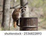 this raccoon was trying to get some food from the trash. got a cute picture of it