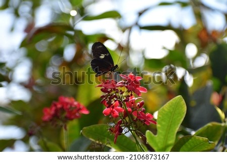 This is a red buttefly.