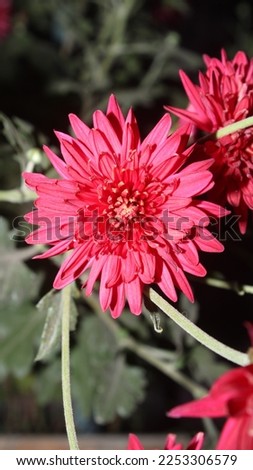 This is Red Flower at Garden.