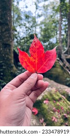 This red leaf is a maple leaf.