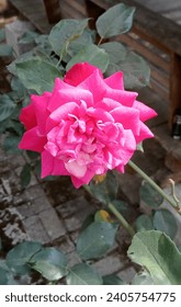 This is a red rose flower, one of the many varieties of roses that exist. This flower has a beautiful color and shape, and also has a fragrant that many people like. 