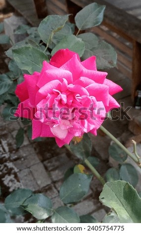 This is a red rose flower, one of the many varieties of roses that exist. This flower has a beautiful color and shape, and also has a fragrant that many people like. 