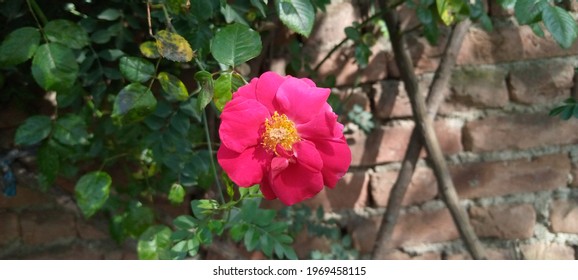 This Is A Red Rose. This Picture Shoot On 2nd April, 2021 In The District Swat, Pakistan.