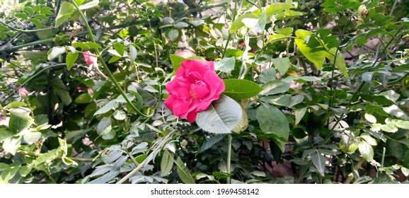 This Is A Red Rose. This Picture Shoot On 2nd April, 2021 In The District Swat, Pakistan.