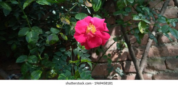 This Is A Red Rose. This Picture Shoot On 2nd April, 2021 In The District Swat, Pakistan.