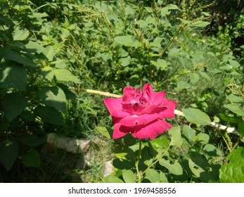 This Is A Red Rose. This Picture Shoot On 2nd April, 2021 In The District Swat, Pakistan.