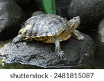 This is a Red-eared Slider (Trachemys scripta elegans). It is characterized by its distinctive yellow and black stripes on its legs, neck, and head. Also it has a small red stripe around the ears. 