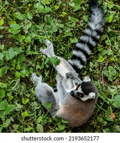 This Is A Ringtail Lemur