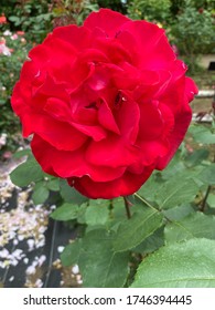 This Rose Name Is Victor Hugo