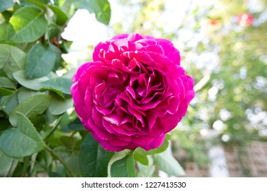 This Rose Is Named The Dark Lady.