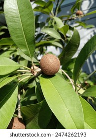 This round fruit is brown