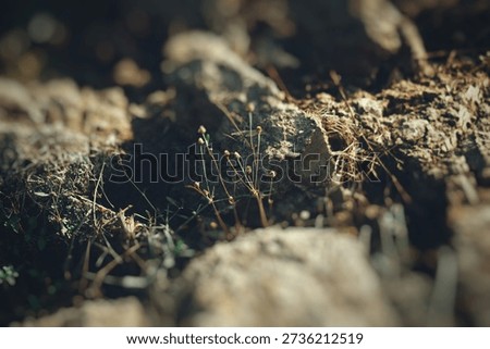 This Rustic Macro Of Tiny Plants Growing Through Dry Rocky Soil In Mocha Mousse Color Trend 2025 Fuses 1994 Grunge Aesthetic With 2026 Rising Trends Of Authentic Imperfection And Messy Aesthetics Symbolizing Resilience Health Life Balance Meditation Calm Hope For A New Year Growth Problem Solved Within Folk Spiritual Essence. The Ethereal Ambient Realism Style Prioritizes Human Emotion Over Perfection Representing Pure Nature For High End Restaurant Hotel Bar Evening Fun Candid Vlog Powerful Strong Presence Blending Bengali Culture Religion Africa Amazon Forest Net Zero Transition Sustainability ESG Efforts No Panic Deep Sleep Relaxation. Ideal For A Thanksgiving Picnic This Piece Supports Smart Useful Profit In Child Care And New Born Baby Media For A Digital Marketing Agency Project Inspiring A Smile Laugh Among A Farmer Officer Or Jewellery Celebration Style Audience Targeting Gen Z Real Life Stories Using Hybrid Intelligence Of AI And Human Craft. It Suits Painless Surgery Recovery Love Marriage Wedding Culture During Durga Puja Diwali And Holi Colorful Festival With An Asian Aesthetic For A Clean Airport Or Train Bus News Promotion Advertise NYC London Dubai. Available On Demand Energy Drinks Cosmetics Gym Karate Running Morning Walk Jogging Street Japan China Arab Music Cover Childhood Peace Sweet Warm Modern Prayer Struggle Resilience Beauty Fashion Holidays Arts Animal Wildlife Puberty Active Lifestyle Millennial Teenager Boomer Technology Agriculture Hero Image Blog Website Broll Copy Space Summer Winter Autumn Monsoon Black Friday Online Shop Housewarming Anniversary Valentines Day SaaS Mobile App AI Machine Learning Cybersecurity Cloud Computing Infrastructure Blockchain Fintech HealthTech Ecommerce Marketplaces SEO Content Creation DaaS Video Sharing Channels Podcasting.