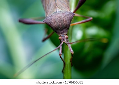 This Scary Insect Is Looking For Its Lost Item