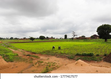 1,407 Nigeria farm Images, Stock Photos & Vectors | Shutterstock